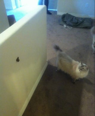 Illustration de l'article : 12 photos qui prouvent que nos félins sont les petits chefs de nos maisons