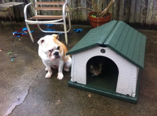 Illustration de l'article : 12 photos qui prouvent que nos félins sont les petits chefs de nos maisons