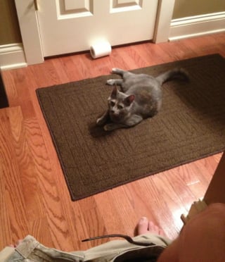 Illustration de l'article : 12 photos qui prouvent que nos félins sont les petits chefs de nos maisons