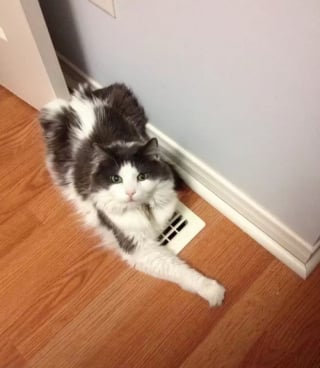 Illustration de l'article : 12 photos qui prouvent que nos félins sont les petits chefs de nos maisons