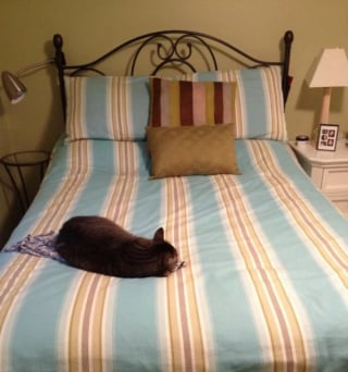 Illustration de l'article : 12 photos qui prouvent que nos félins sont les petits chefs de nos maisons