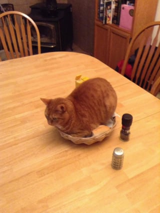 Illustration de l'article : 12 photos qui prouvent que nos félins sont les petits chefs de nos maisons