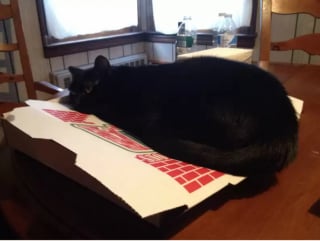 Illustration de l'article : 12 photos qui prouvent que nos félins sont les petits chefs de nos maisons