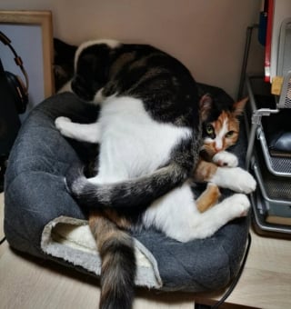 Illustration de l'article : 15 chats qui ont décidé qu’ils étaient les maîtres incontestés de leur foyer
