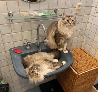 Illustration de l'article : 15 chats qui ont décidé qu’ils étaient les maîtres incontestés de leur foyer
