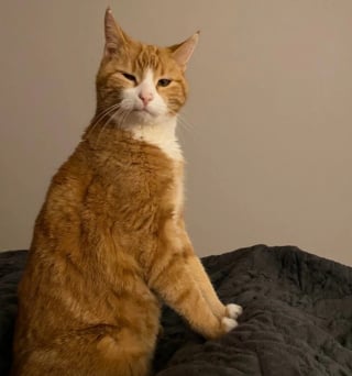 Illustration de l'article : 15 chats qui ont décidé qu’ils étaient les maîtres incontestés de leur foyer