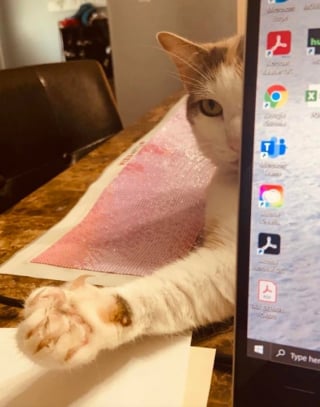 Illustration de l'article : 15 chats qui ont décidé qu’ils étaient les maîtres incontestés de leur foyer