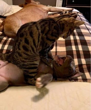 Illustration de l'article : 15 chats qui ont décidé qu’ils étaient les maîtres incontestés de leur foyer