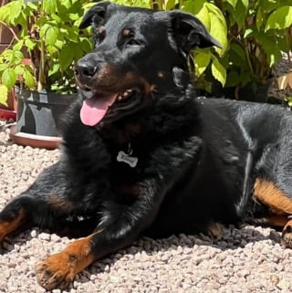 Illustration de l'article : Disparu après avoir été effrayé par une montgolfière, ce chien star des réseaux retrouve enfin son foyer