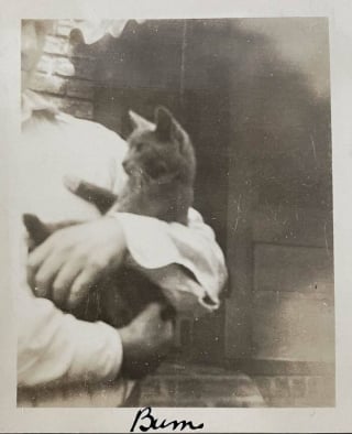 Illustration de l'article : 18 photos anciennes dont le héros est toujours un chat