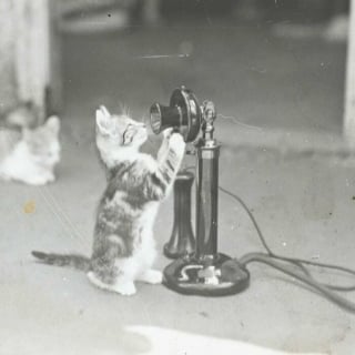 Illustration de l'article : 18 photos anciennes dont le héros est toujours un chat