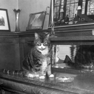 Illustration de l'article : 18 photos anciennes dont le héros est toujours un chat