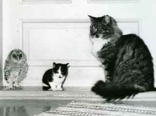 Illustration de l'article : 18 photos anciennes dont le héros est toujours un chat