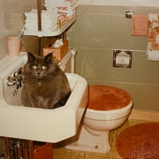 Illustration de l'article : 18 photos anciennes dont le héros est toujours un chat