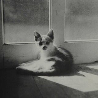 Illustration de l'article : 18 photos anciennes dont le héros est toujours un chat