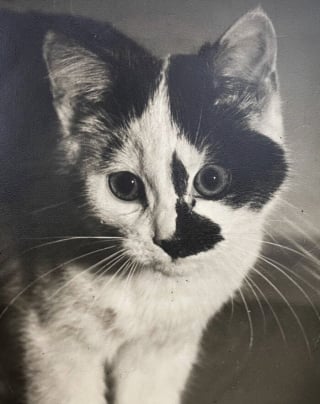 Illustration de l'article : 18 photos anciennes dont le héros est toujours un chat