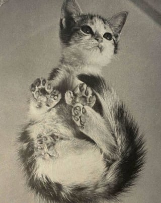 Illustration de l'article : 18 photos anciennes dont le héros est toujours un chat