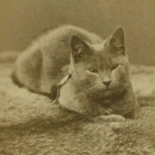Illustration de l'article : 18 photos anciennes dont le héros est toujours un chat