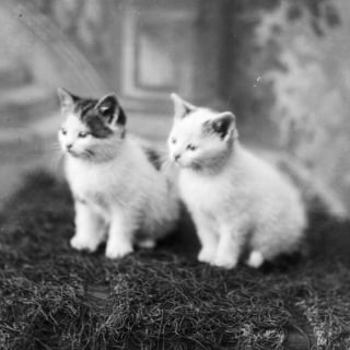 Illustration de l'article : 18 photos anciennes dont le héros est toujours un chat