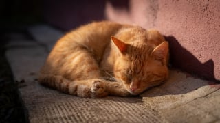 Illustration de l'article : 8 conseils pour aider votre chat à supporter les fortes chaleurs