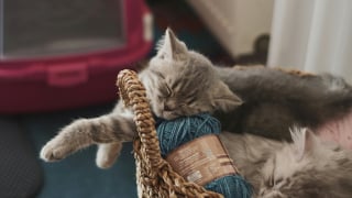 Illustration de l'article : 8 conseils pour aider votre chat à supporter les fortes chaleurs
