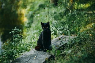 Illustration de l'article : 8 conseils pour aider votre chat à supporter les fortes chaleurs