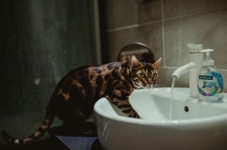 Illustration de l'article : 8 conseils pour aider votre chat à supporter les fortes chaleurs