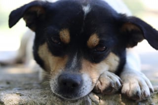 Illustration de l'article : 7 signes d’allergie saisonnière chez le chien  