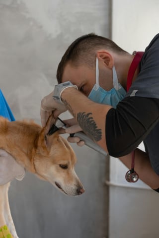 Illustration de l'article : 7 signes d’allergie saisonnière chez le chien  
