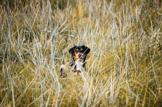 Illustration de l'article : 7 signes d’allergie saisonnière chez le chien  