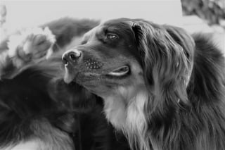 Illustration de l'article : 7 signes d’allergie saisonnière chez le chien  