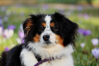 Illustration de l'article : 7 signes d’allergie saisonnière chez le chien  