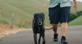 Illustration de l'article : En s’interposant instinctivement entre ses maîtres et un taureau incontrôlable, ce chien leur sauve la vie