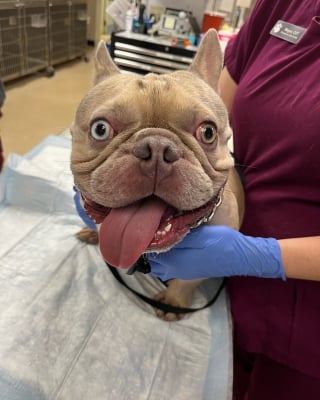 Illustration de l'article : Un chien échappe à une fin tragique après avoir été laissé dans une voiture pendant la sortie plage de son maître