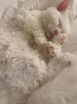 Illustration de l'article : « C'est l'amour de ma vie », cette chatte aux caractéristiques uniques est devenue « l'âme soeur » de sa propriétaire