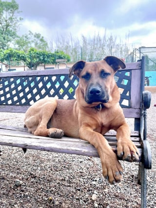 Illustration de l'article : « Victime de l'irresponsabilité humaine », ce chien abandonné à 4 mois attend sa nouvelle famille pour la vie
