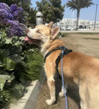 Illustration de l'article : Sur le point d'être euthanasié, ce chien in extremis une nouvelle qui va changer sa vie