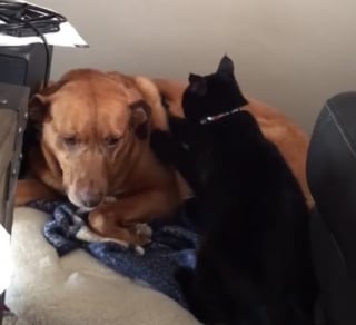 Illustration de l'article : Une chatte craintive trouve du réconfort auprès du chien de la famille à qui elle offre un "pétrissage" plein de sens (vidéo)