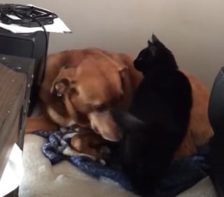 Illustration de l'article : Une chatte craintive trouve du réconfort auprès du chien de la famille à qui elle offre un "pétrissage" plein de sens (vidéo)