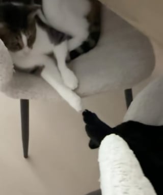 Illustration de l'article : Liés par les griffes lors de leur sieste, ces chats se vouent une confiance mutuelle impressionnante (vidéo)