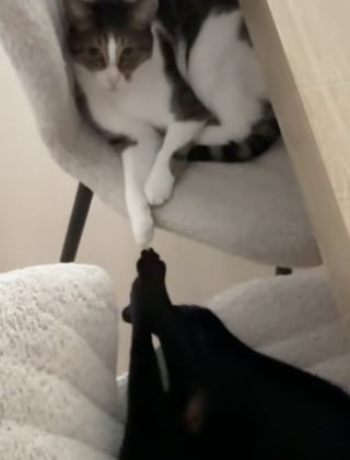Illustration de l'article : Liés par les griffes lors de leur sieste, ces chats se vouent une confiance mutuelle impressionnante (vidéo)