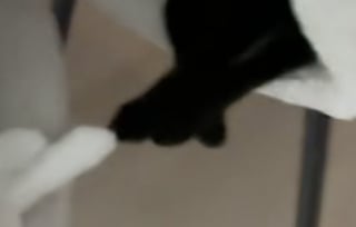 Illustration de l'article : Liés par les griffes lors de leur sieste, ces chats se vouent une confiance mutuelle impressionnante (vidéo)