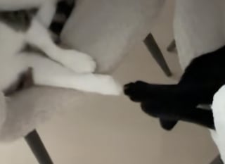 Illustration de l'article : Liés par les griffes lors de leur sieste, ces chats se vouent une confiance mutuelle impressionnante (vidéo)