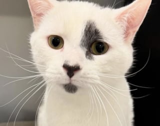 Illustration de l'article : Lié à son congénère par des problèmes de santé communs, ce chat joyeux apporte une aide précieuse à celui qui est devenu son ami pour la vie
