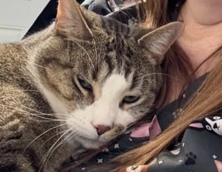 Illustration de l'article : Lié à son congénère par des problèmes de santé communs, ce chat joyeux apporte une aide précieuse à celui qui est devenu son ami pour la vie