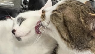 Illustration de l'article : Lié à son congénère par des problèmes de santé communs, ce chat joyeux apporte une aide précieuse à celui qui est devenu son ami pour la vie