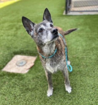 Illustration de l'article : Abandonné à 12 ans, cet adorable papy chien effectue un voyage de plusieurs milliers de kilomètres pour trouver son foyer définitif