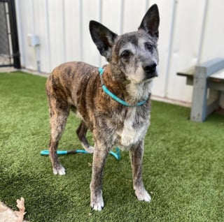 Illustration de l'article : Abandonné à 12 ans, cet adorable papy chien effectue un voyage de plusieurs milliers de kilomètres pour trouver son foyer définitif
