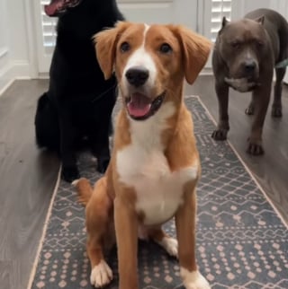 Illustration de l'article : Entre papillons et balades en meute, ce chien en quête de renouveau découvre le bonheur en famille d’accueil (vidéo)