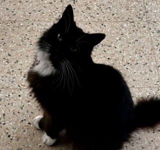 Illustration de l'article : Connu et aimé dans toute la ville, ce chat est élu mascotte officielle d’un concours local